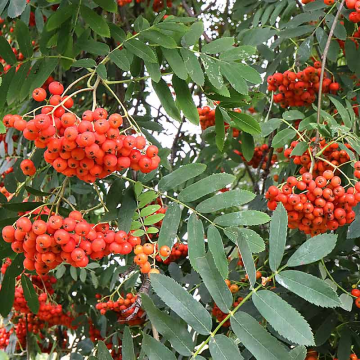 Sorbus aucuparia Sheerwater Seedling