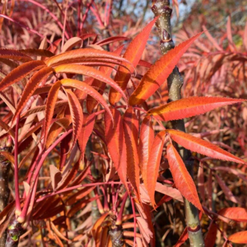 Sorbus Ulleungensis 'Olympic Flame' - Ulleung Island Rowan - Circa 2m Tall
