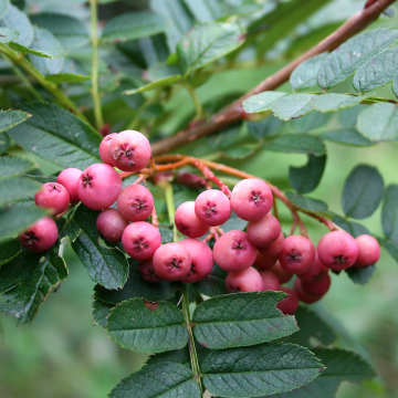 Sorbus pseudovilmorinii - Rowan Tree