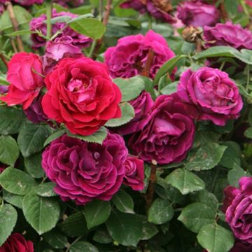 Rose Souvenir du Docteur Jamain - Climbing Rose