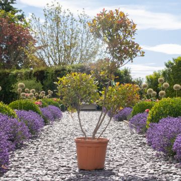 Photinia 'Red Robin' - Pom Pom Topiary Tree - Large Specimen - circa 160-180cm