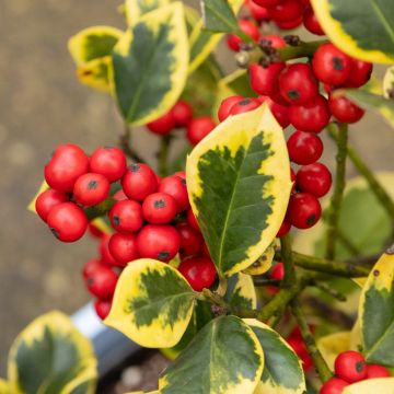 Ilex Golden King - Female Golden Variegated Holly -Large Bushy circa 80-100cm Specimen