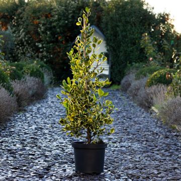 Ilex Golden King - Female Golden Variegated Holly -Large Bushy circa 90-110m Specimen