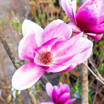 Magnolia 'Shirazz'