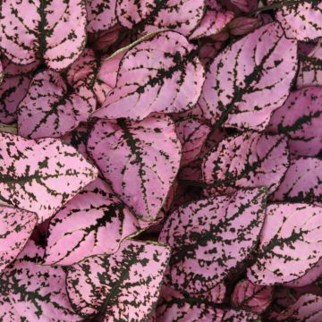 Hypoestes Splash Pink - Polka Dot Plant