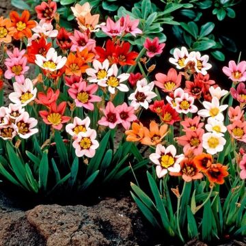 Sparaxis Harlequin Flower Mixture - Pack of 100 Bulbs