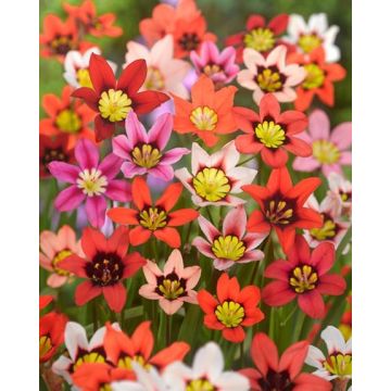 Sparaxis Harlequin Flower Mixture - Pack of 250 Bulbs
