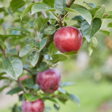 Apple Tree - Spartan Bush (MM106)