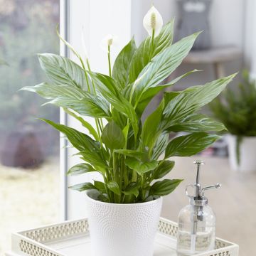 Large Spathiphyllum 'Alana' - Peace Lily in White Display Pot - 75cm tall