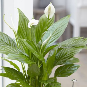 Spathiphyllum Pearl Cupido - Peace Lily