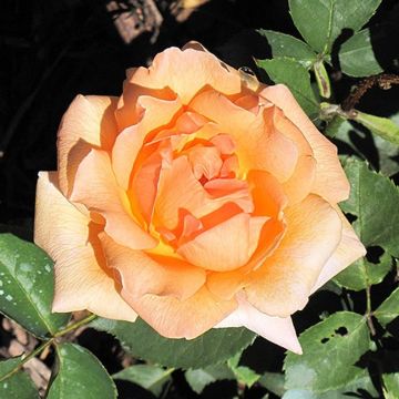 Rose 'Special Occasion' - Hybrid Tea Rose