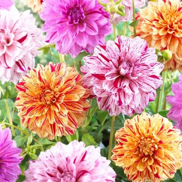 Dahlia Speckled Mix - Pack of THREE
