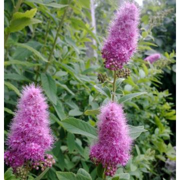 Spiraea douglasii