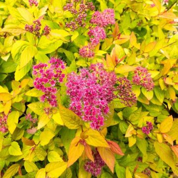 Spirea Golden Princess - Gold Foliage Spiraea