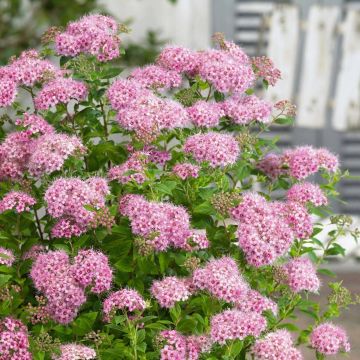 Spirea japonica Little Princess Spiraea