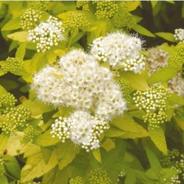 Spiraea japonica 'White Gold'