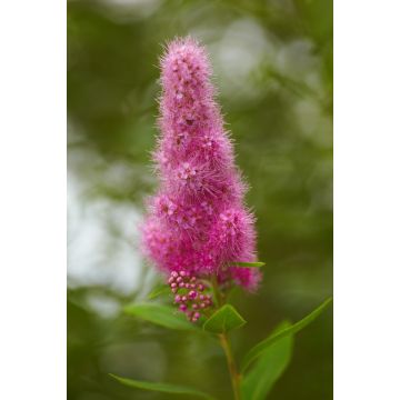 Spiraea x Billardii 