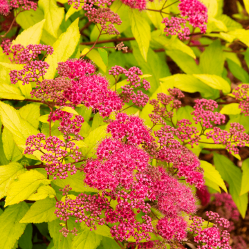 Spiraea japonica 'Goldflame'