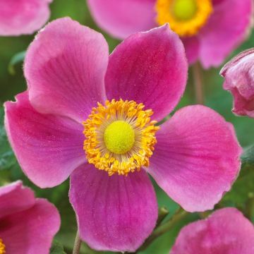 Anemone hupehensis Splendens - Windflower