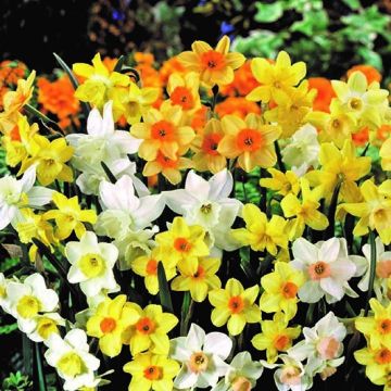 Narcissus Spring Fragrance - Pack of 25 Bulbs