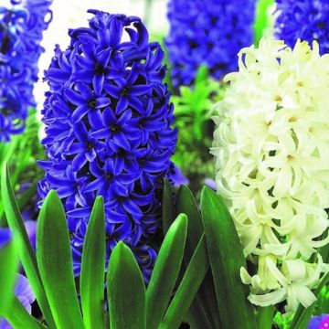 Hyacinth Spring Storm - Pack of 8 Bulbs