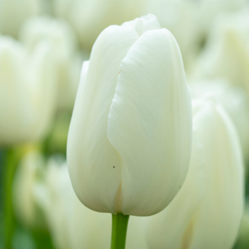 Tulip Maureen - Pack of 6 Tulip Maureen - Pack of 6