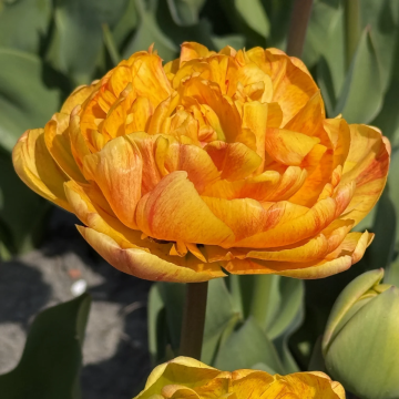 Tulip Mr. Z - Pack of 6