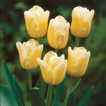Tulip Sweet Harmony - Pack of 20 Bulbs Tulip Sweet Harmony - Pack of 20 Bulbs