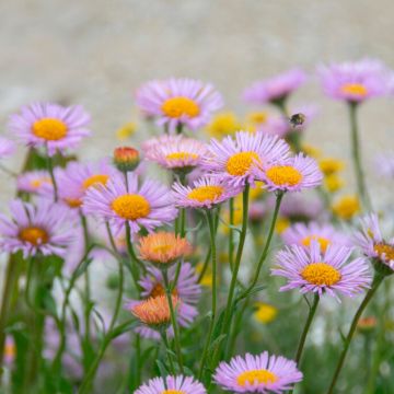 Erigeron karvinskianus 'Lavender Lady'