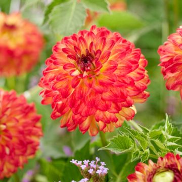 Dahlia Decorative Icoon