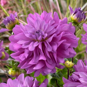 Dahlia Decorative Bluetiful