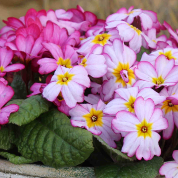 Primrose 'Tinkerbells' - In Bud & Bloom