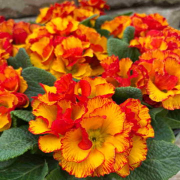 Primrose 'Chinese New Year' - In Bud & Bloom