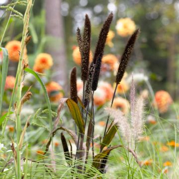 Pennisetum glauca 'Purple Majesty'