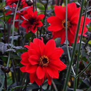 Large Dahlia Plant - Bishop of Llandaff - In Bud & Bloom