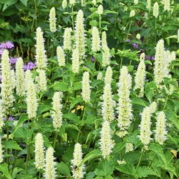 Agastache rugosa 'Liquorice White' - Korean Mint
