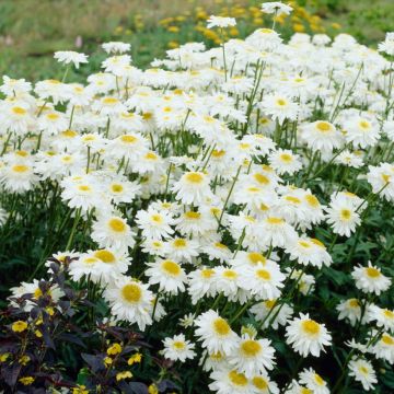 Leucanthemum × superbum 'Wirral Supreme' - Shasta Daisy