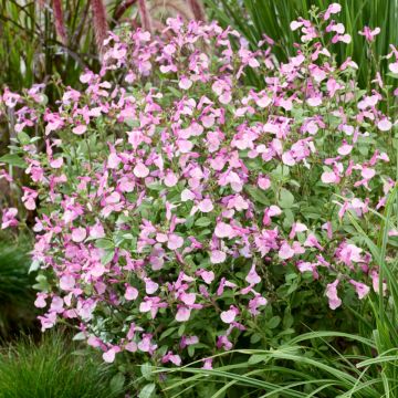 Salvia melba 'Magic Peach' Salvia melba 'Magic Peach'