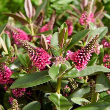 Hebe andersonii 'Donna Eva' 