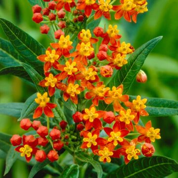 Asclepias curassavica 'Apollo Orange' - Tropical Milkweed