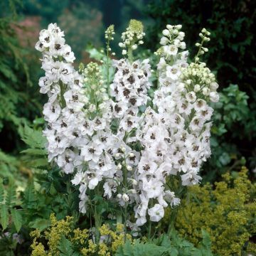 Delphinium Percival - Pacific Giant Delphinium