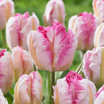 Tulip Silver Parrot - Pack of 10 Tulip Silver Parrot - Pack of 10