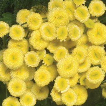 Tanacetum - Double Sunny Gold Feverfew - Matricaria Chrysanthemum