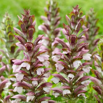 Acanthus hungaricus White Lips - Bear’s breech