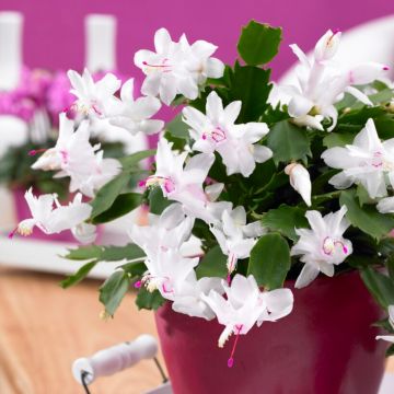 Flowering White Christmas Cactus - Schlumbergera 'Malissa'