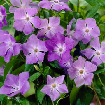 Vinca major - Greater Periwinkle Plant