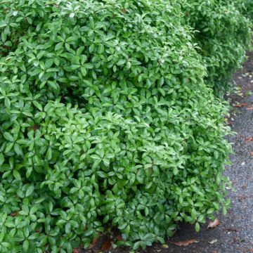 Pittosporum tenuifolium 'Golf Ball'