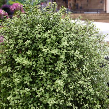 Pittosporum tenuifolium 'Cratus'