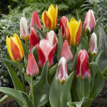 Tulip Greigii and Kaufmanniana Mixed - Pack of 25 Bulbs