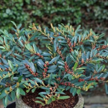 Distylium 'Blue Cascade' - LARGE